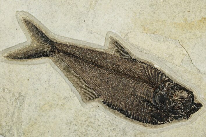 Detailed Fossil Fish (Diplomystus) - Wyoming #203212